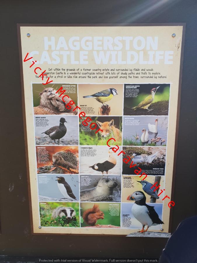 Hôtel Haggerston Castle Tower Lawn Hire à Berwick Upon Tweed Extérieur photo
